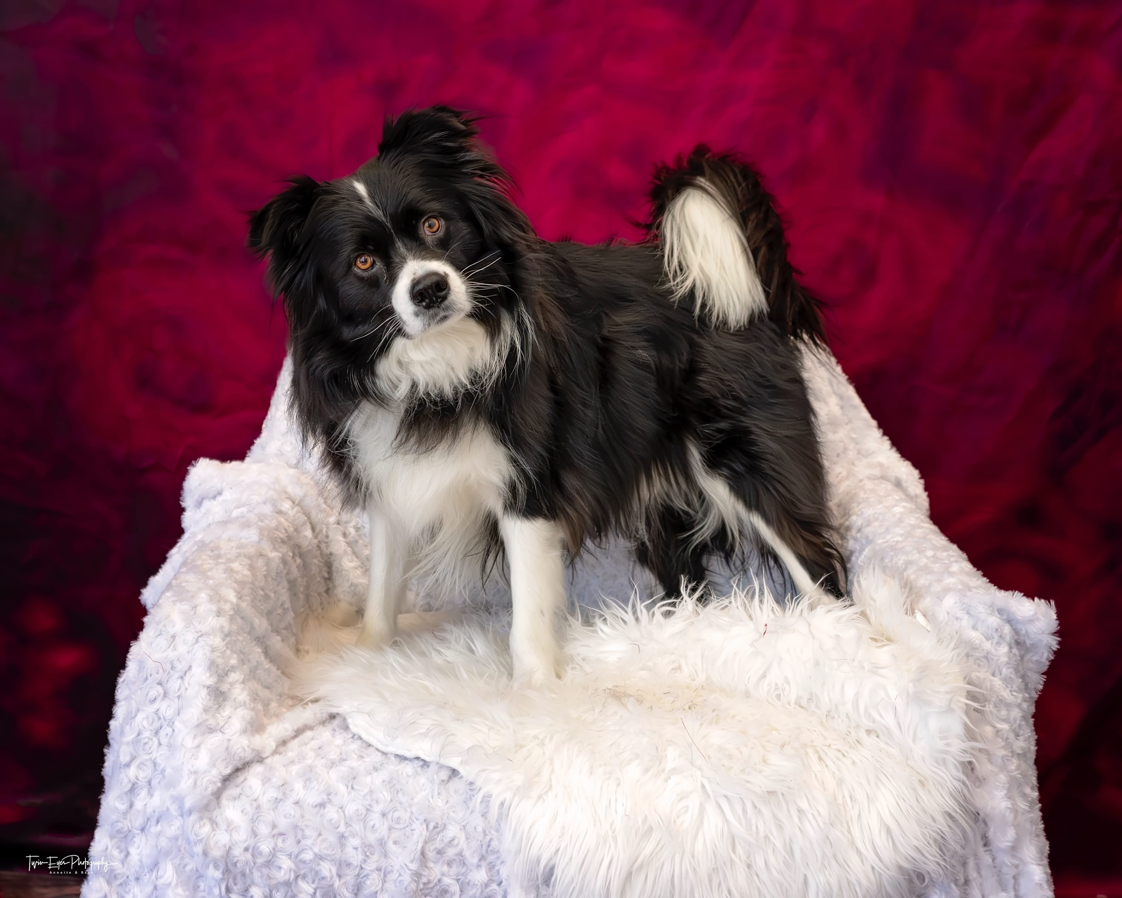 Laika the rescue dog