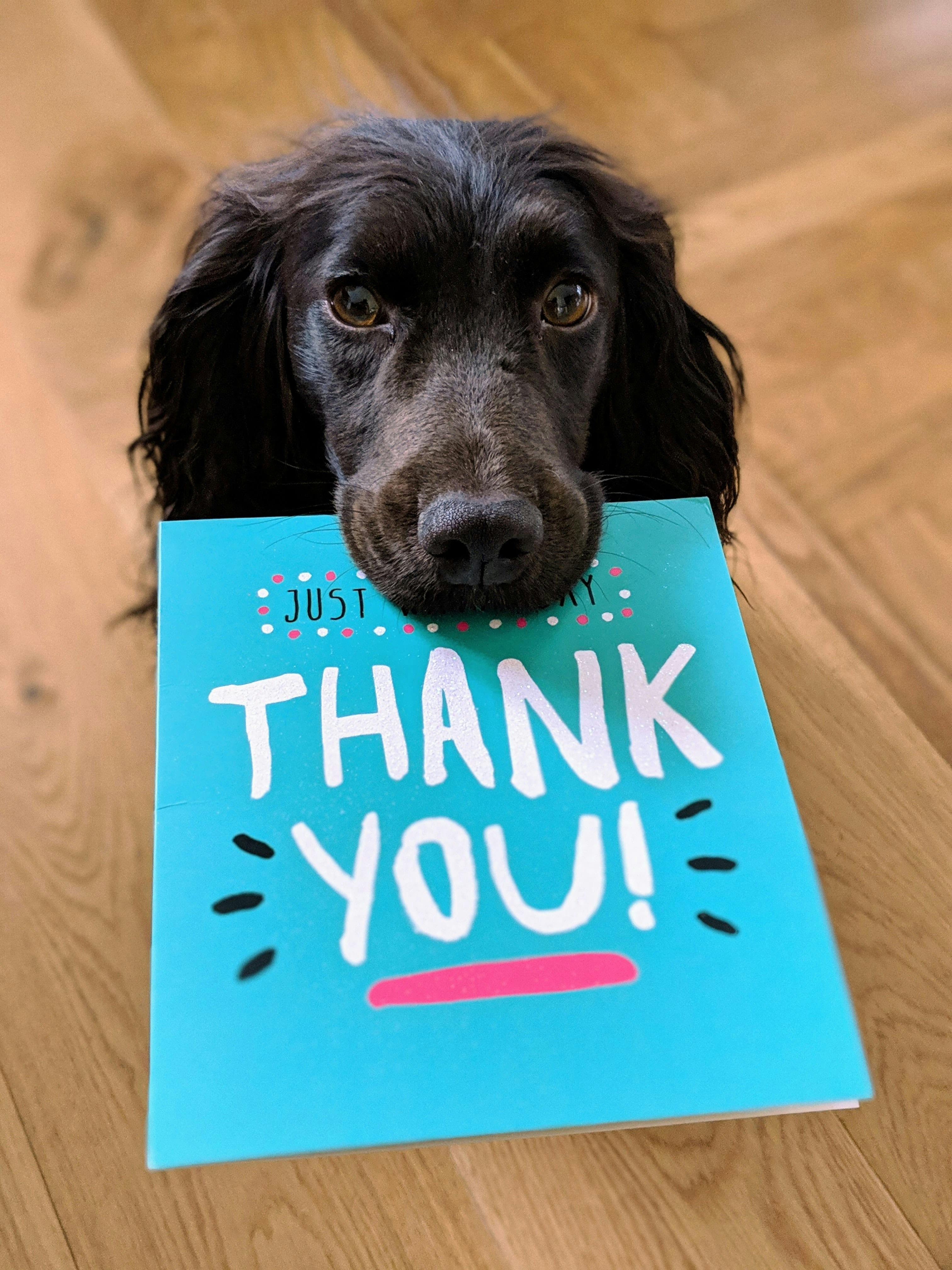 dog holding thankyou card