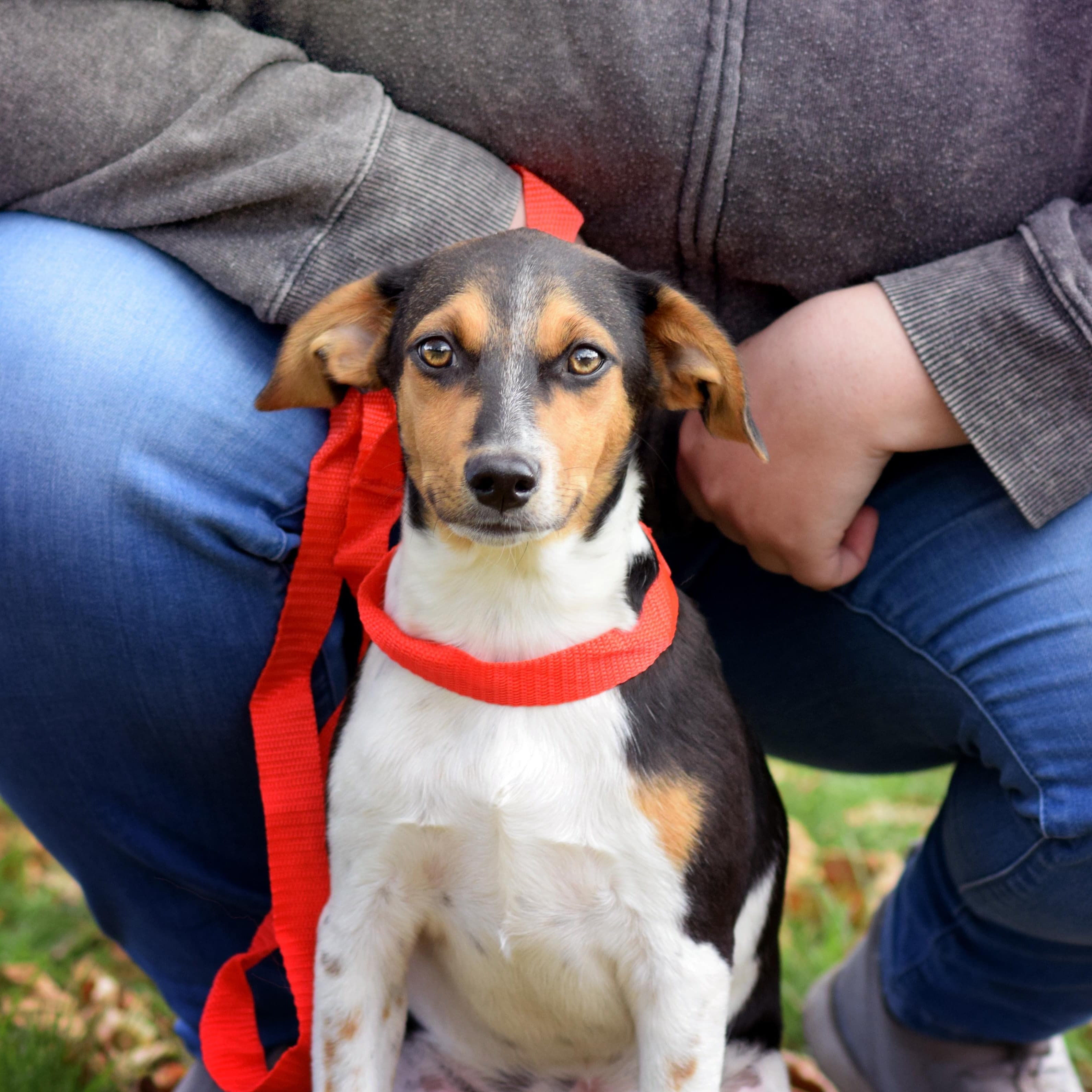 Tobin - Rat Terrier available for adoption