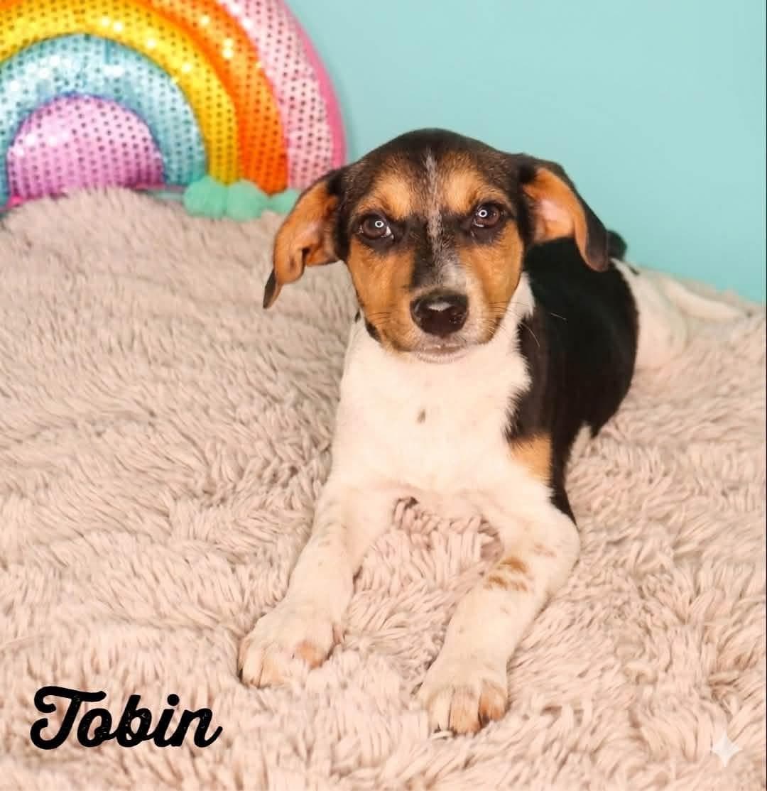 Tobin - Rat Terrier available for adoption