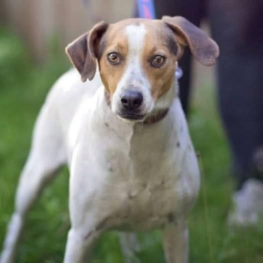 Wooper - Mixed Breed available for adoption