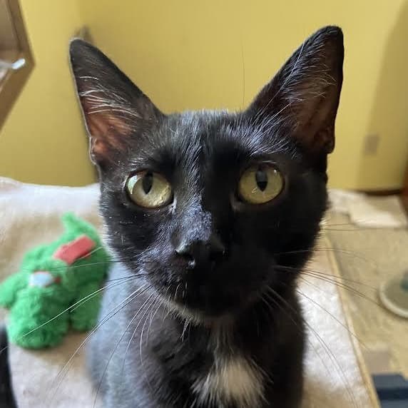 Mama - Domestic Short Hair available for adoption