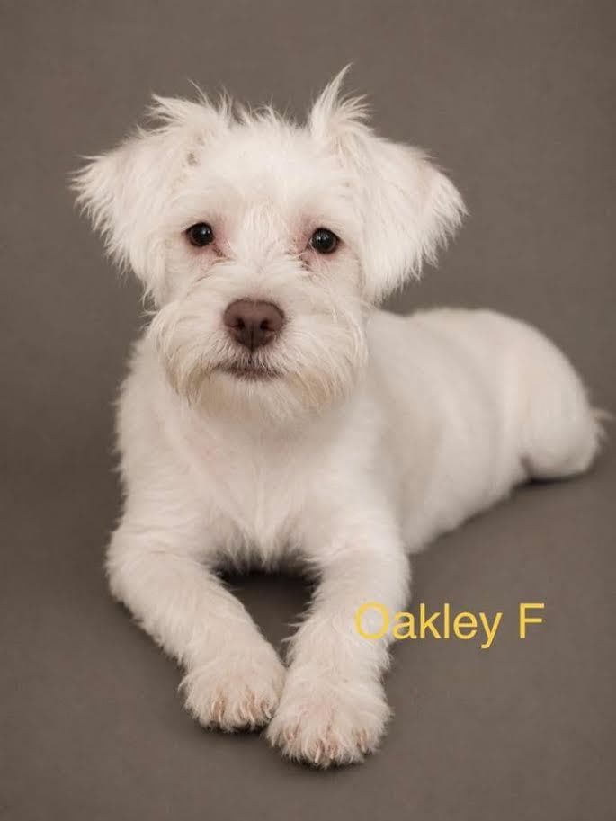Oakley - Mixed Breed available for adoption