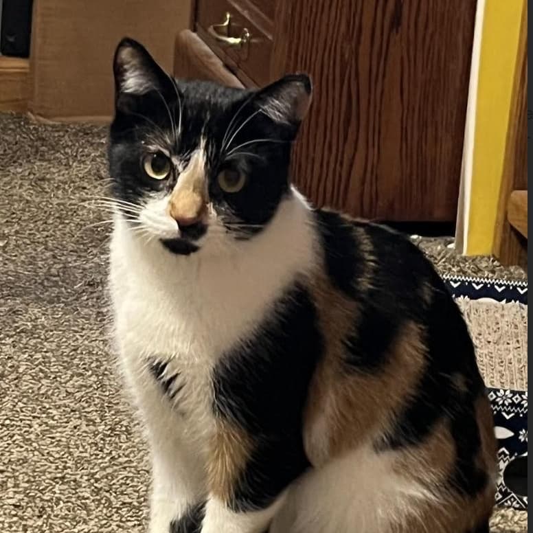 Spooky - Domestic Short Hair available for adoption