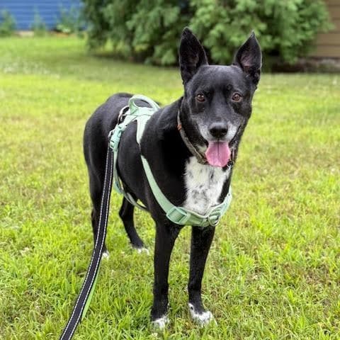 Atticus - Border Collie available for adoption