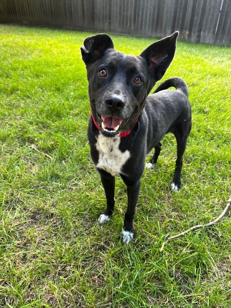 Atticus - Border Collie available for adoption