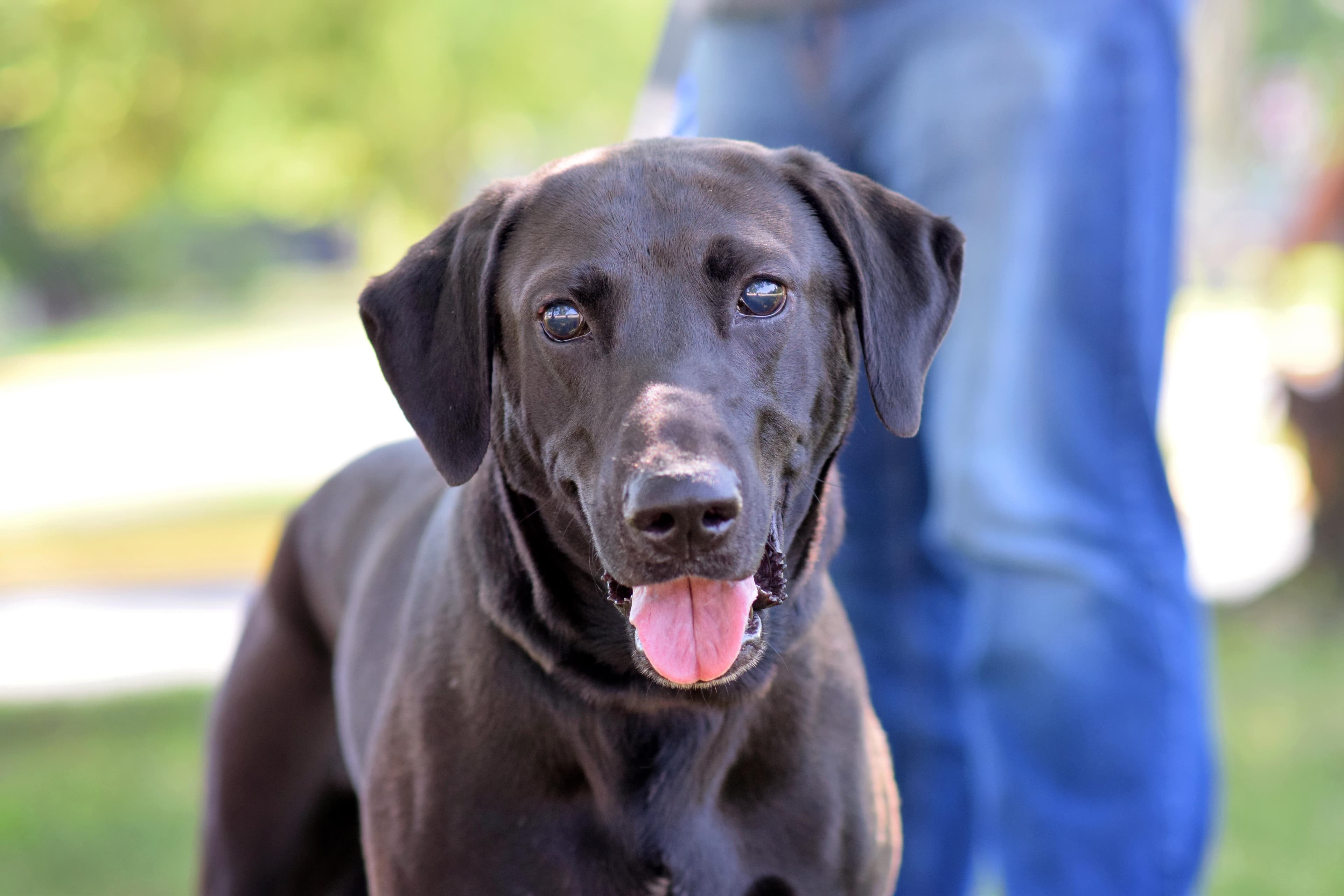 Steve - Black Labrador Retriever available for adoption