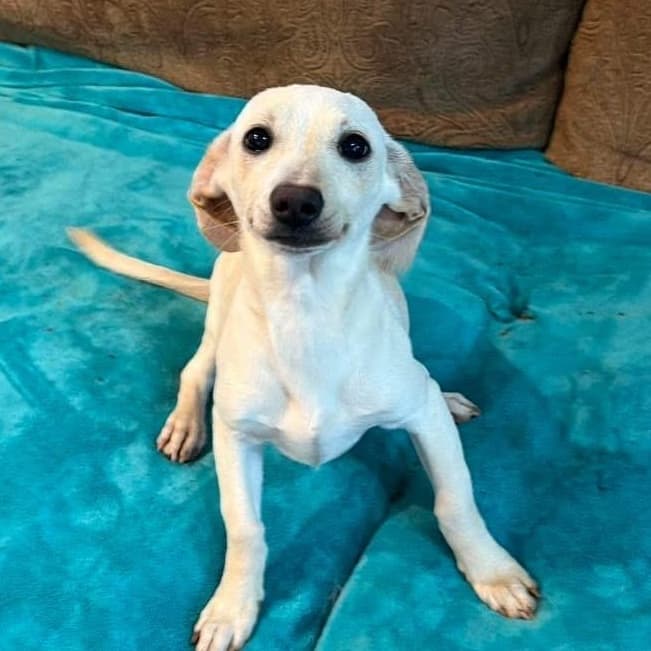 Bunny - Chiweenie available for adoption