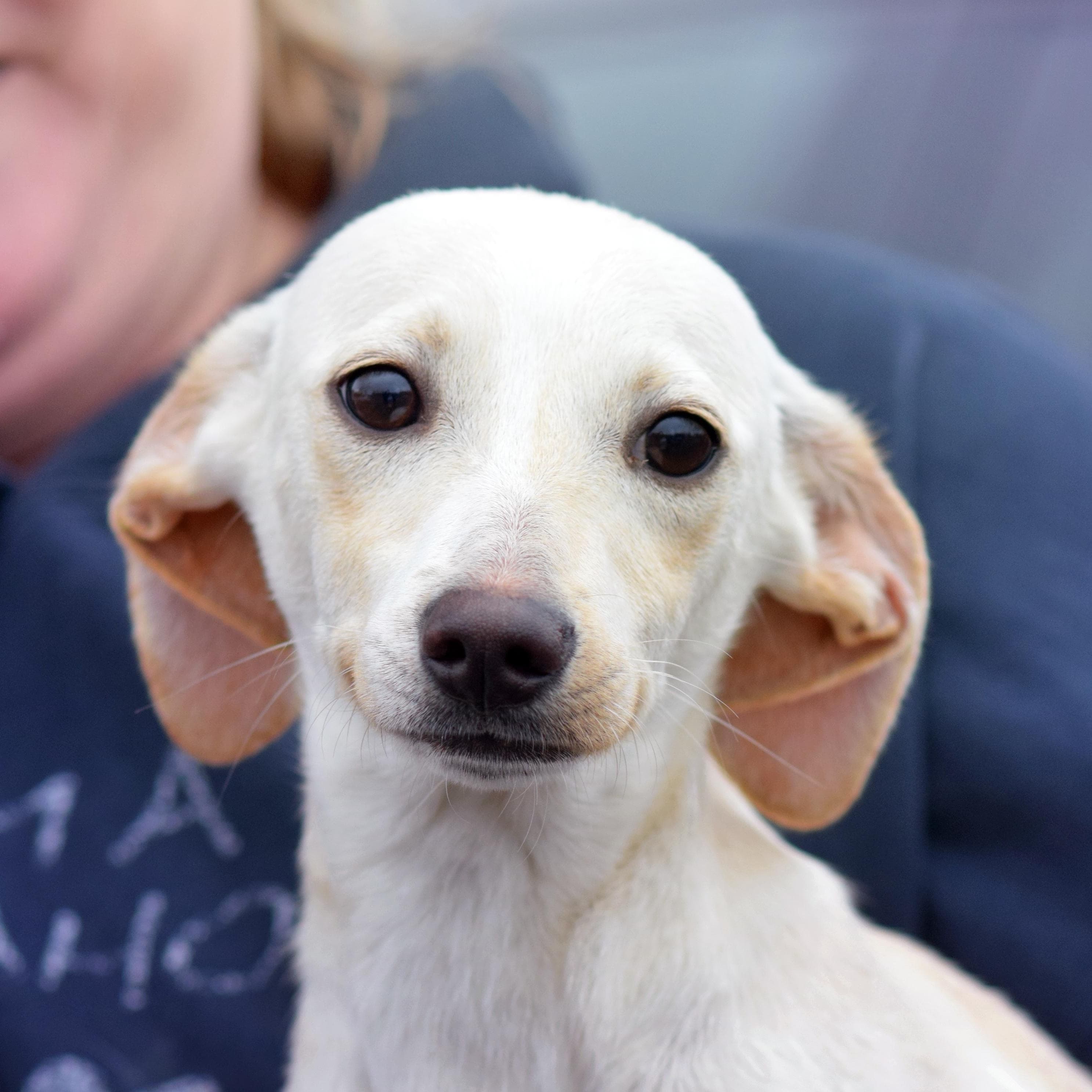 Bunny - Chiweenie available for adoption
