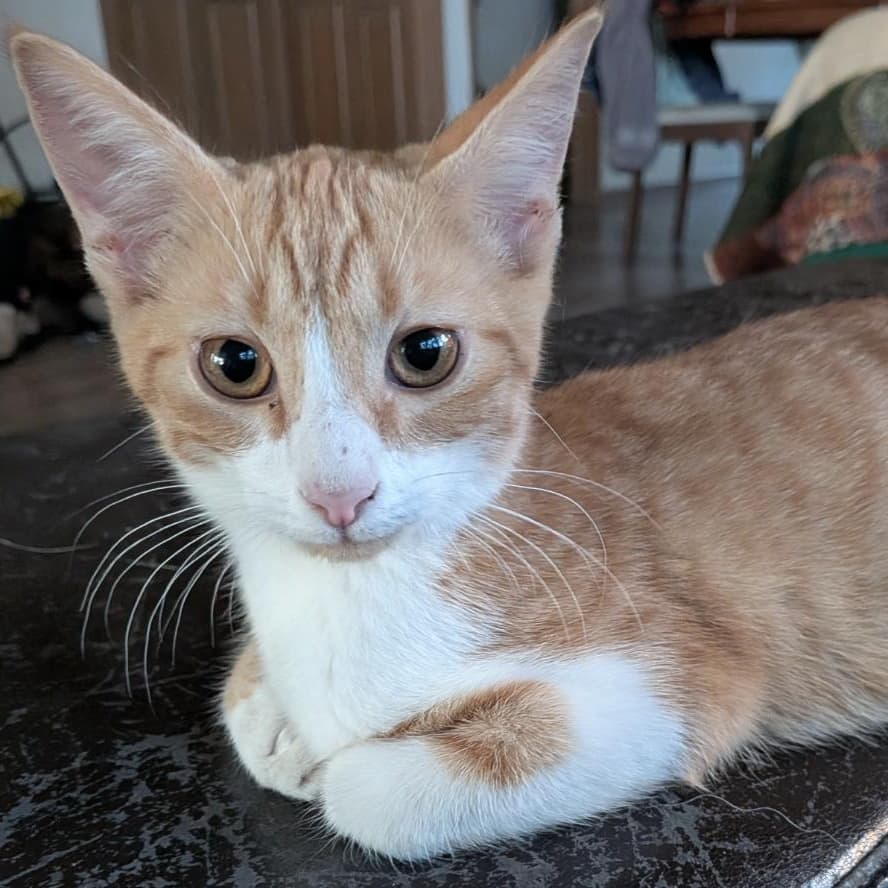 Curtis - Domestic Short Hair available for adoption