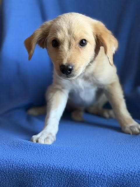 Huckleberry - Labrador Retriever available for adoption
