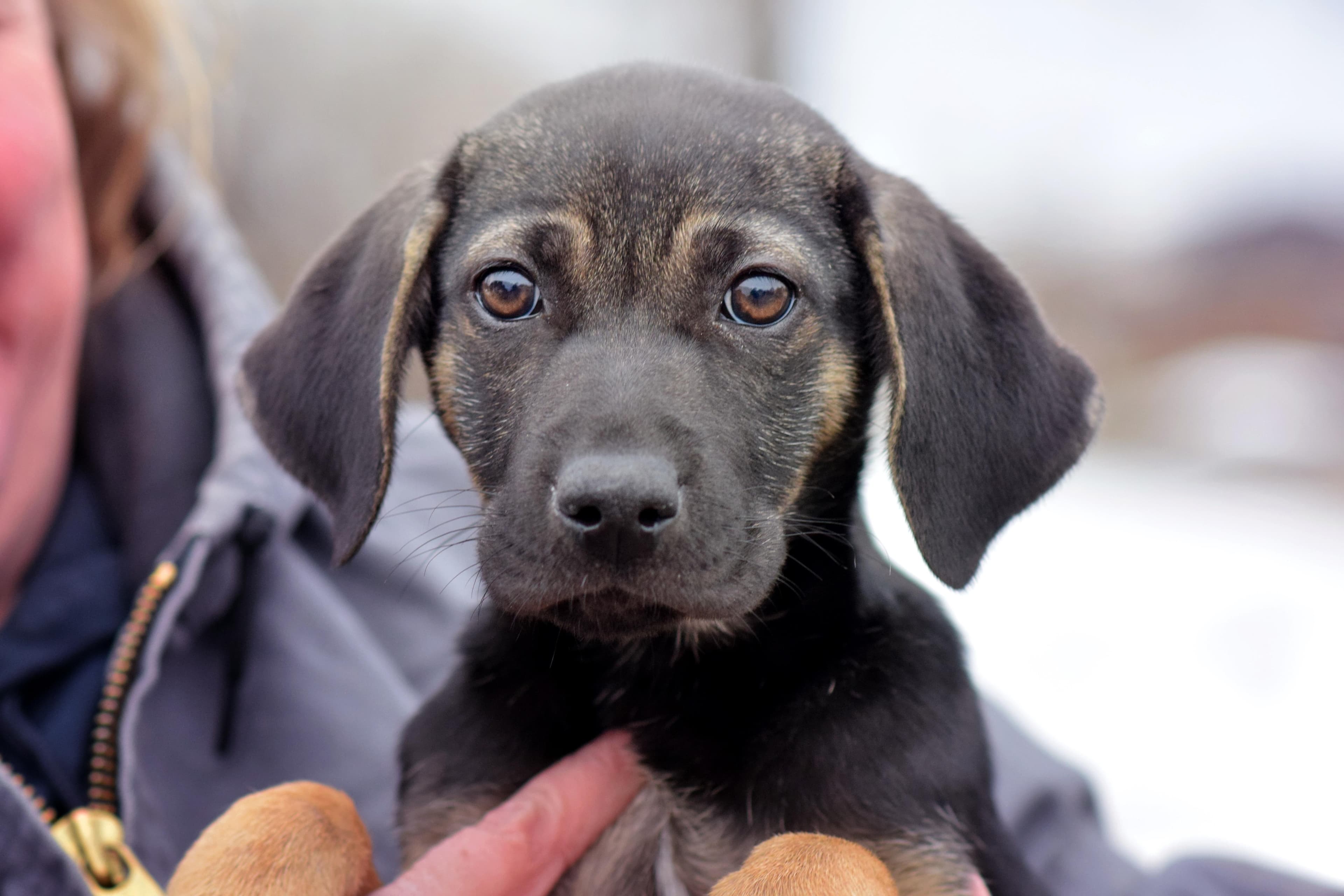Lady - Labrador Retriever available for adoption