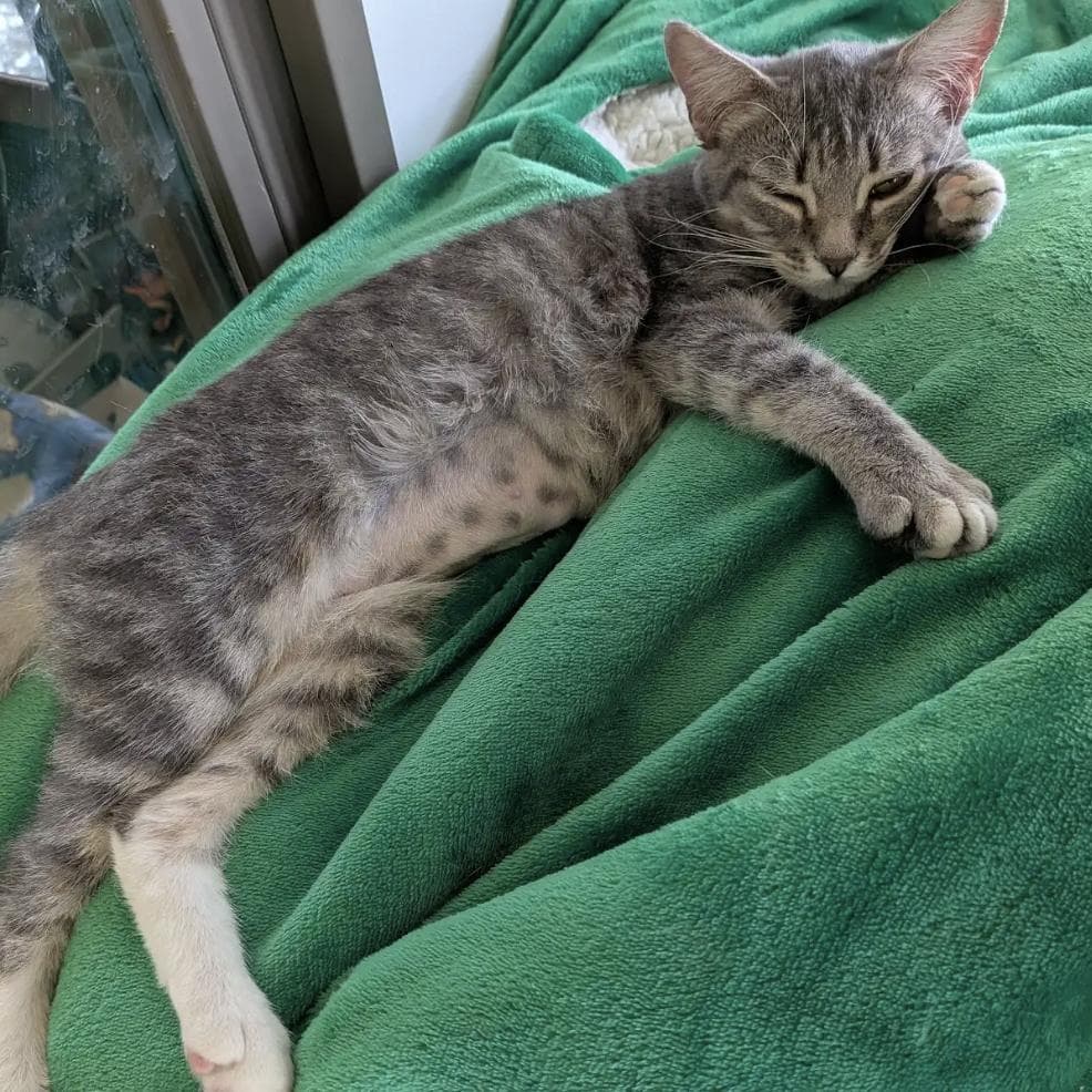 Sparrow - Domestic Short Hair available for adoption
