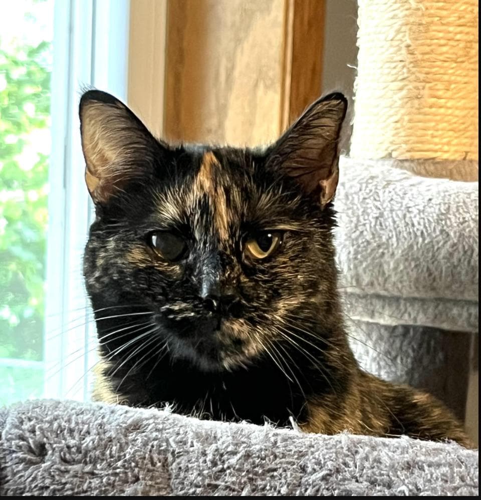 Kate - Tortoiseshell available for adoption