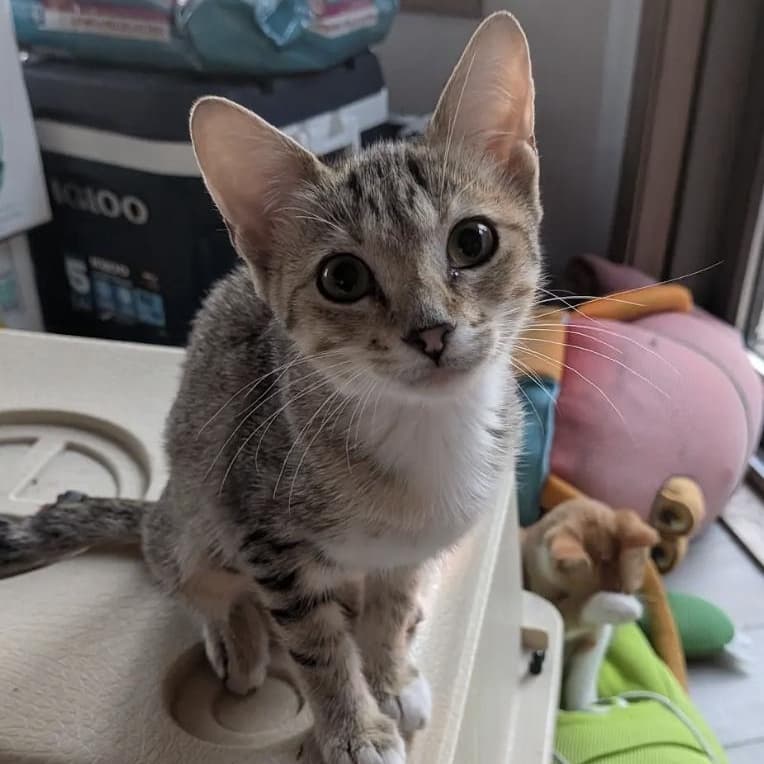 Wren - Domestic Short Hair available for adoption