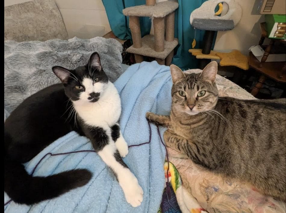 Annie and Ashoka - Domestic Short Hair available for adoption