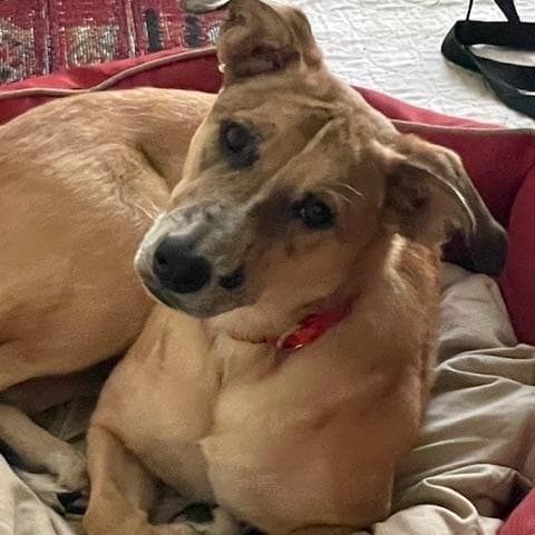 Nika - Mixed Breed available for adoption