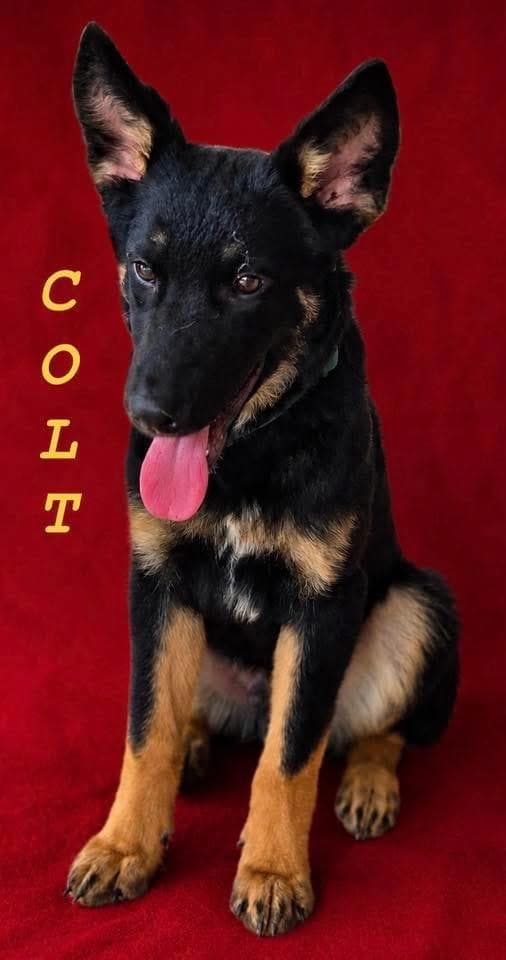 Colt - German Shepherd Dog available for adoption