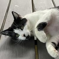 Foster - Domestic Short Hair available for adoption