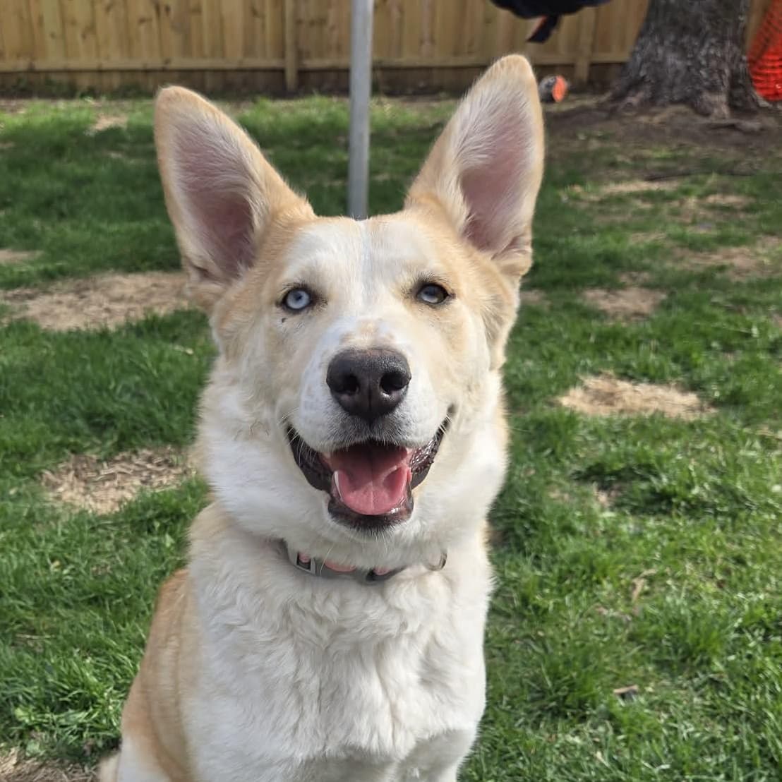 Chicalita - Husky available for adoption