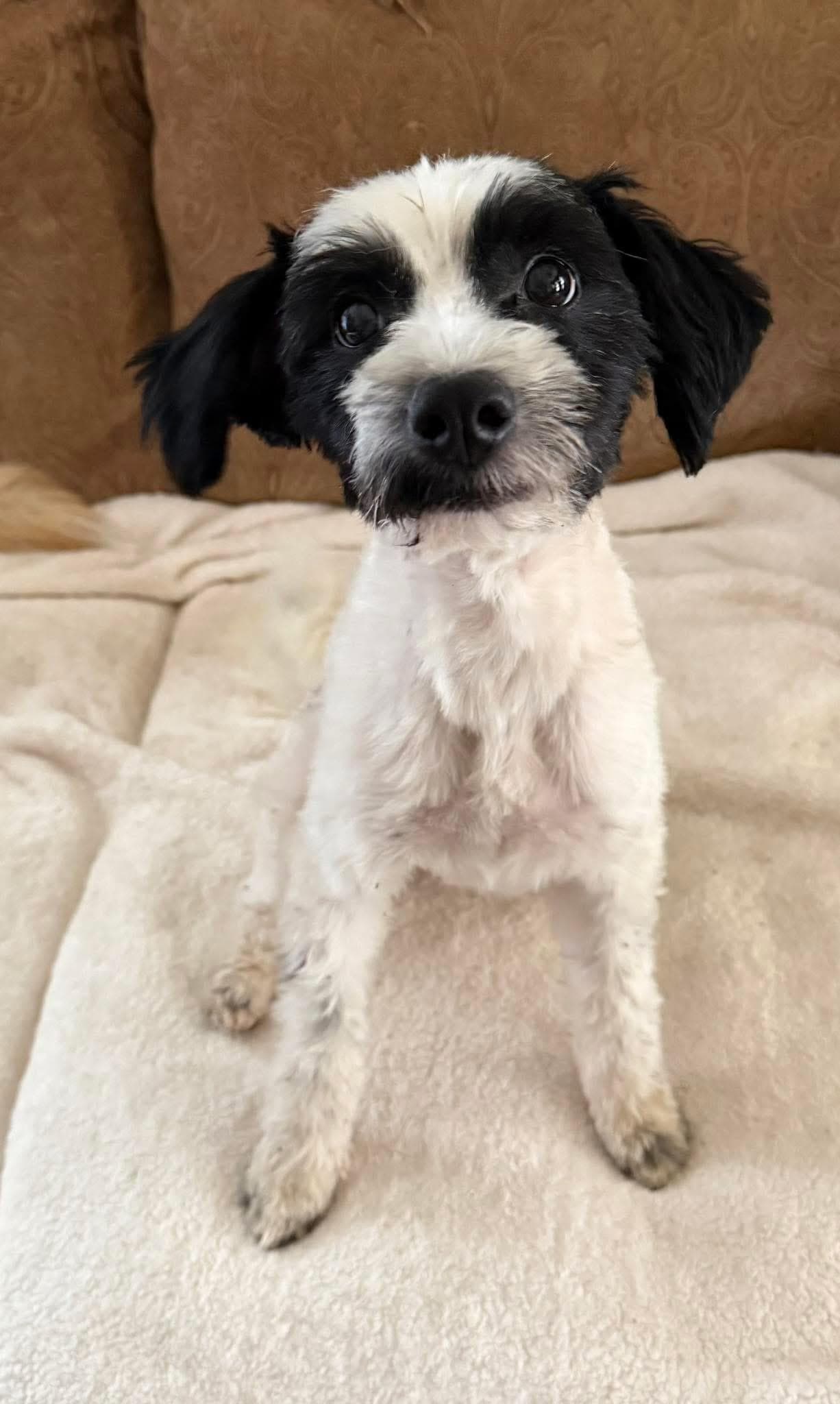 Jenny - Shih Tzu available for adoption