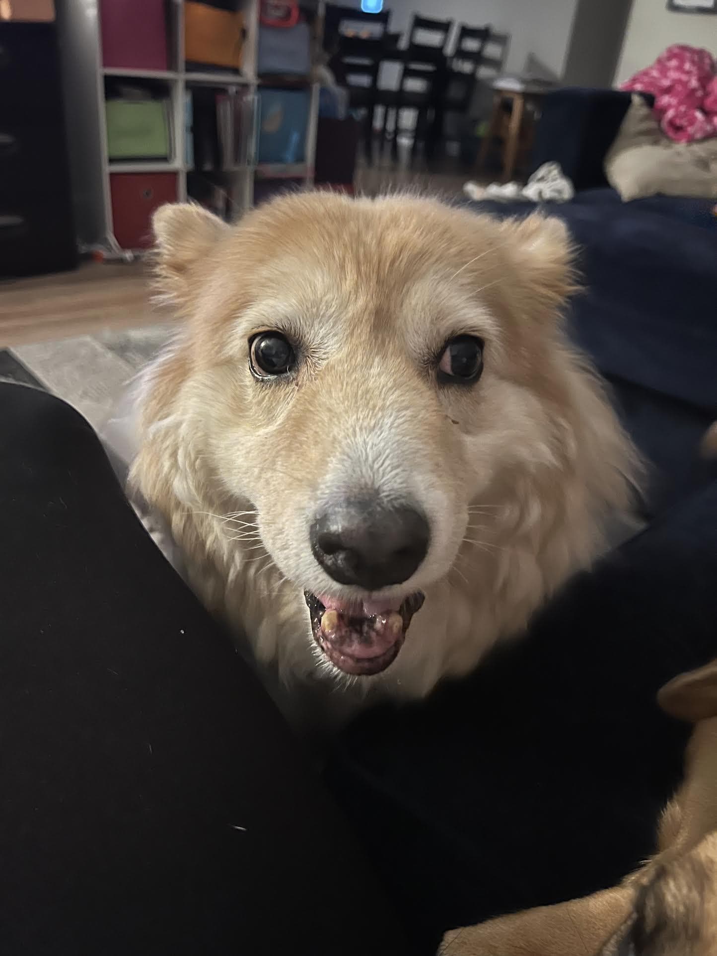 Skyler - Collie available for adoption