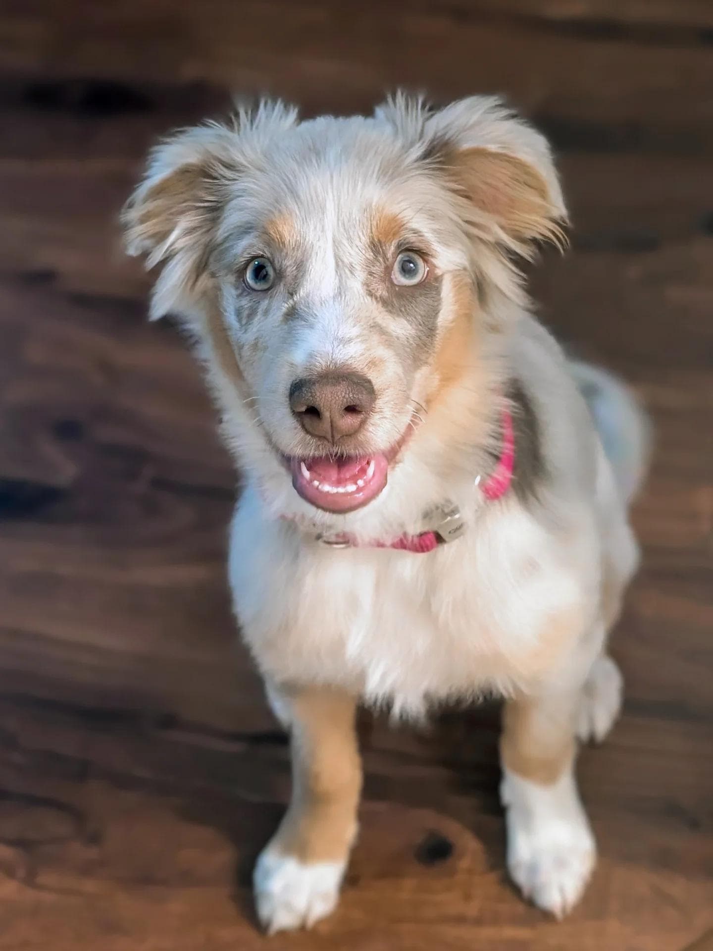 Tsireya - Australian Shepherd available for adoption