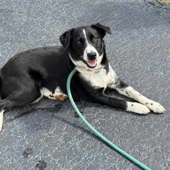 Jersey - Border Collie available for adoption