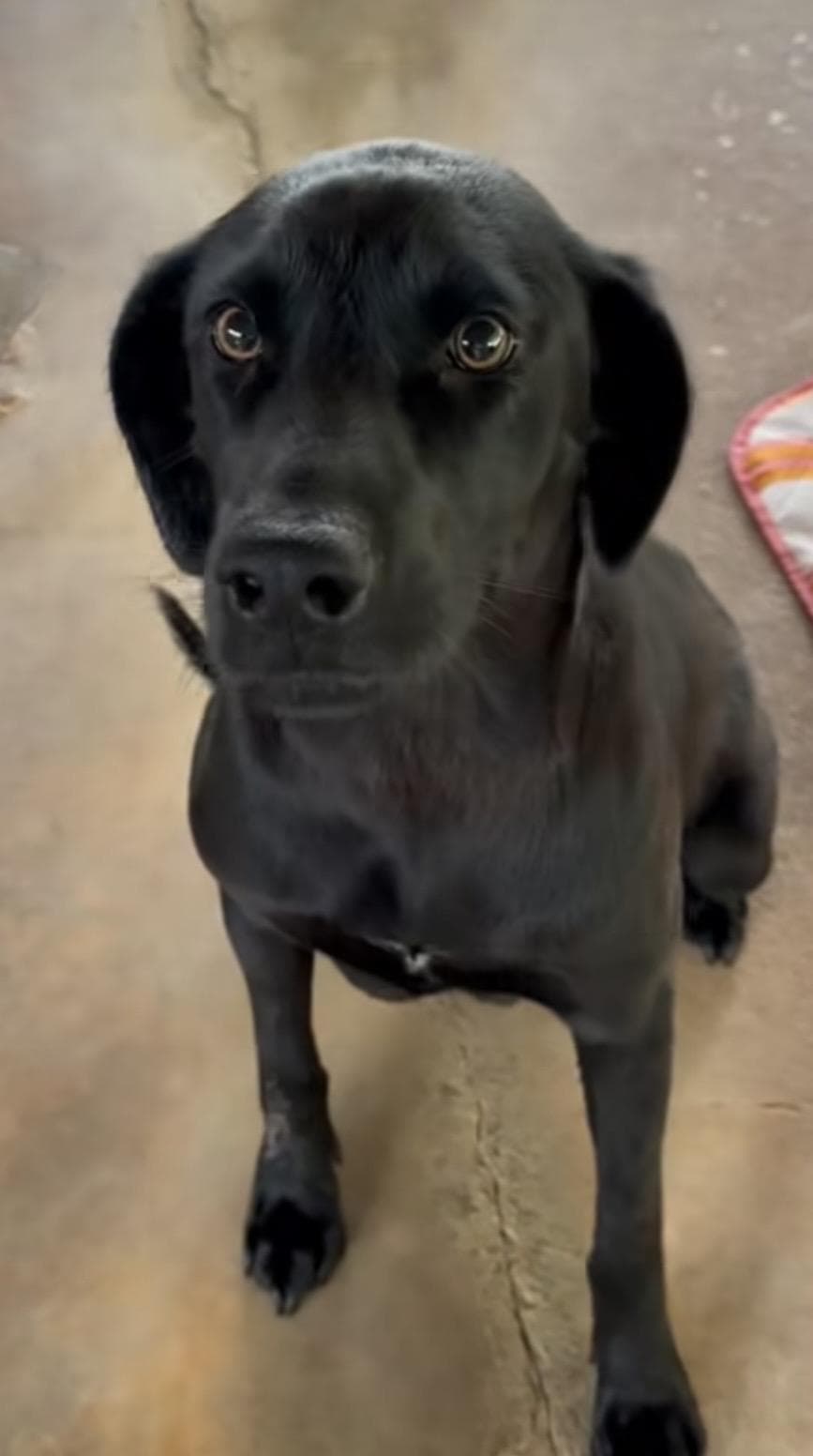 Abby - Black Labrador Retriever available for adoption