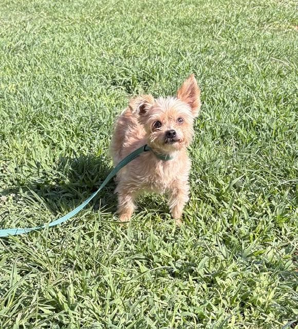 Savannah - Yorkshire Terrier available for adoption