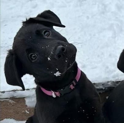 Zuma - Black Labrador Retriever available for adoption