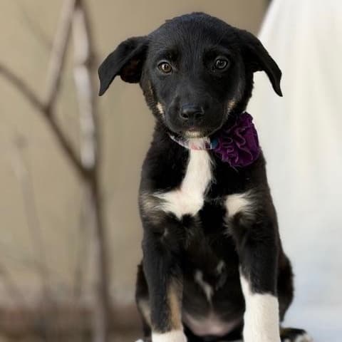 Jane - Australian Shepherd available for adoption