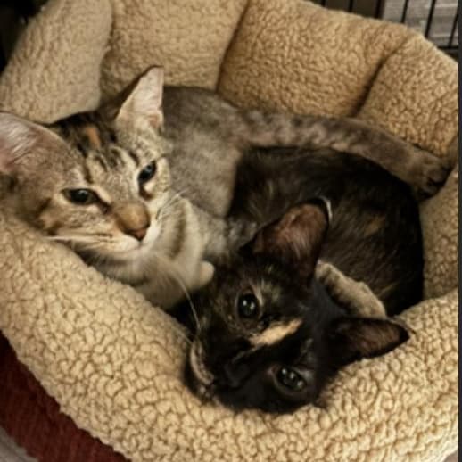 Koala and Boo - Domestic Short Hair available for adoption