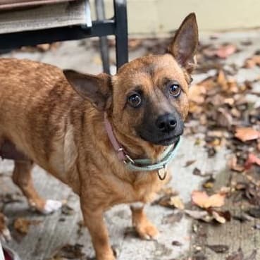 Harriet - Corgi available for adoption