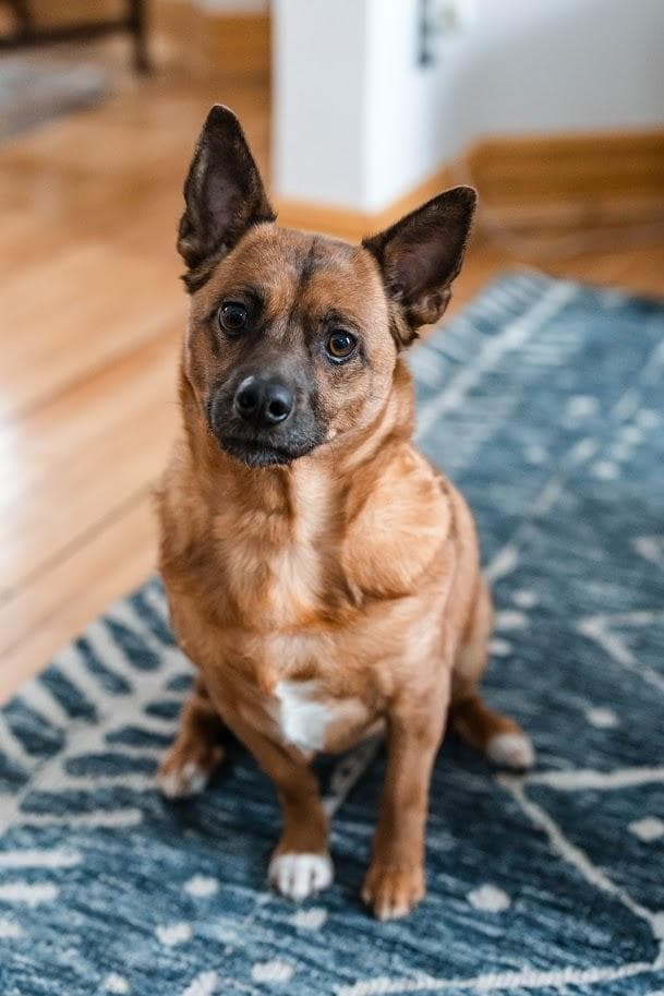 Harriet - Corgi available for adoption