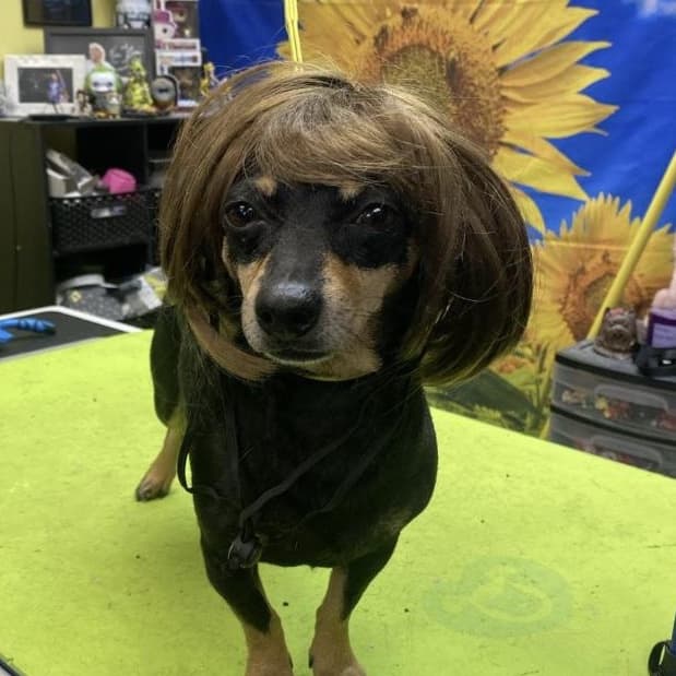 Sissy - Dachshund available for adoption