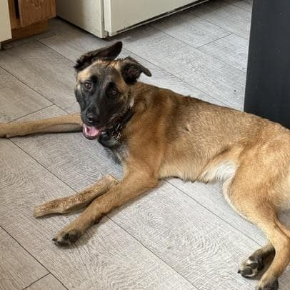 Isla - Belgian Shepherd / Malinois available for adoption