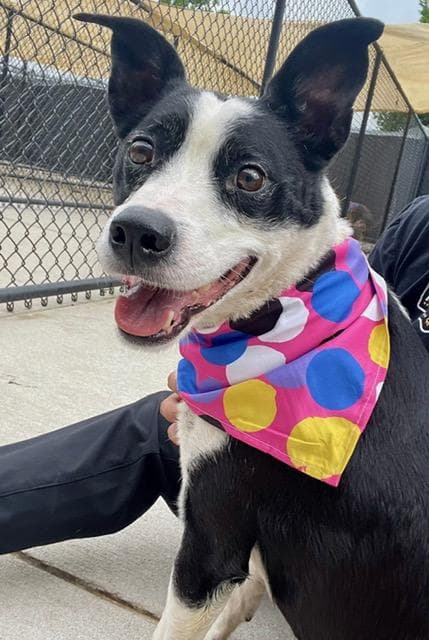 Austin - Mixed Breed available for adoption
