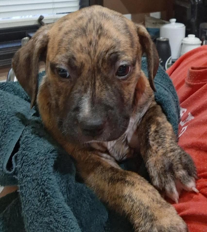 Arwen - Great Dane available for adoption