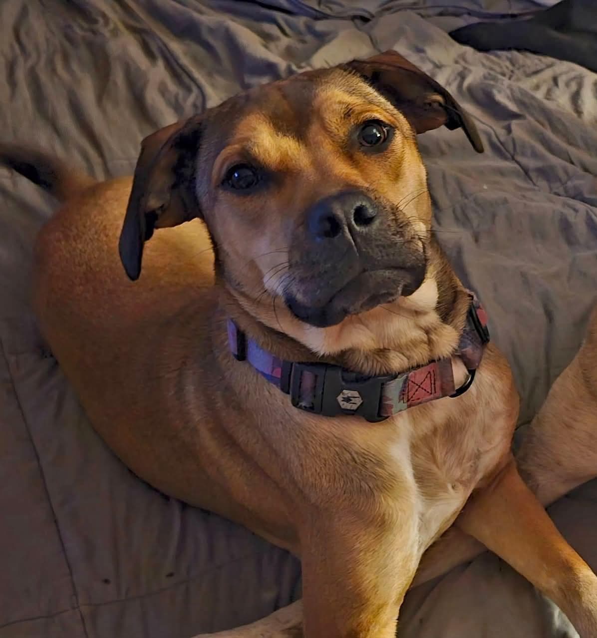 Junebug - Boxer available for adoption