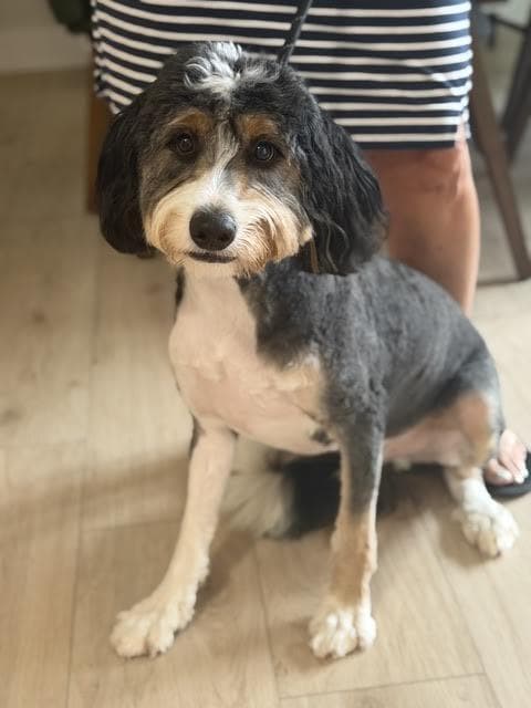 Duffy - Foster Needed - Bernadoodle available for adoption