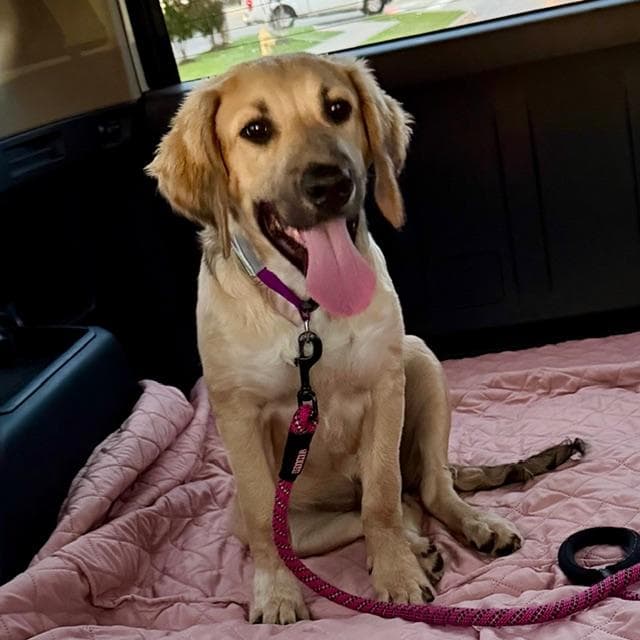 Knox - Golden Retriever available for adoption