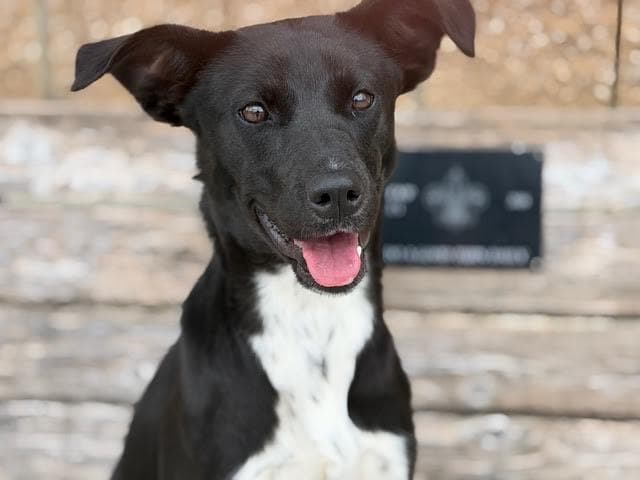 Vanessa - Labrador Retriever available for adoption