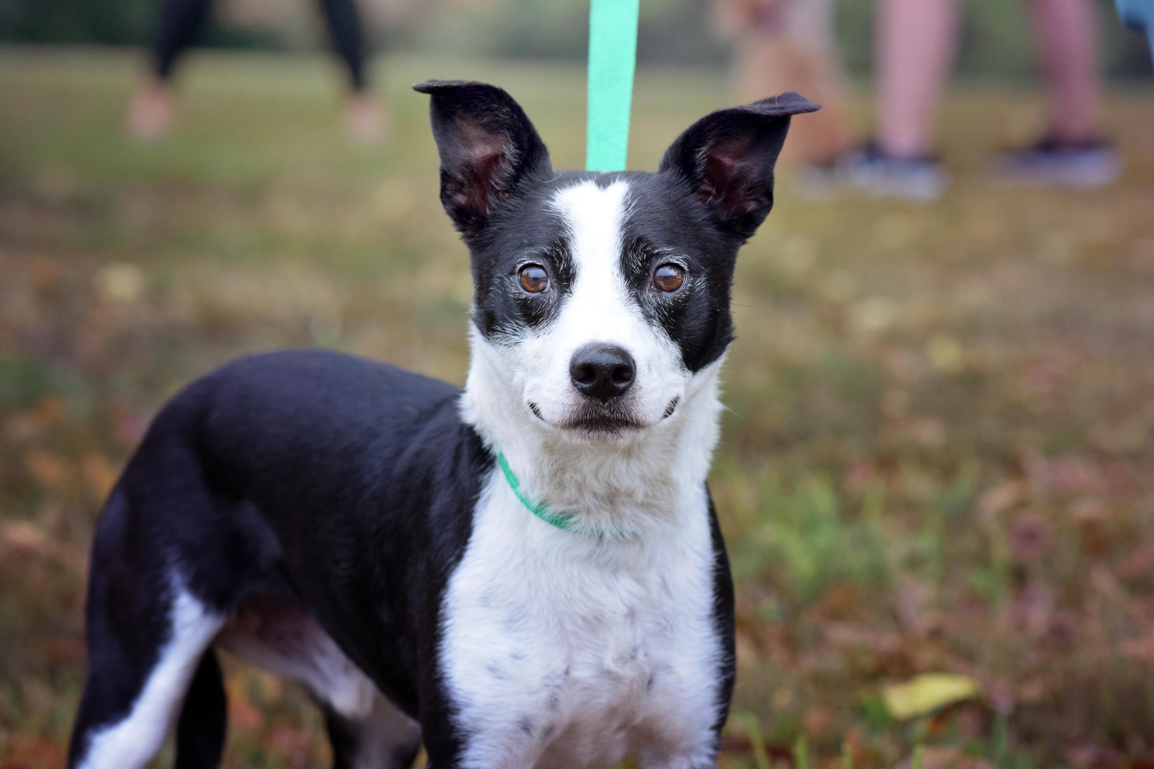 Austin - Mixed Breed available for adoption