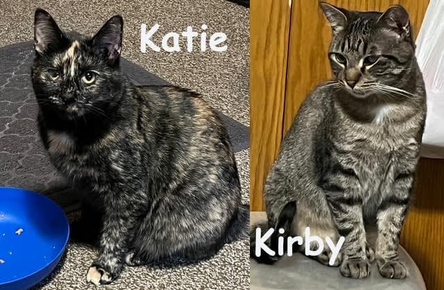 Kirby and Katie - Domestic Short Hair available for adoption
