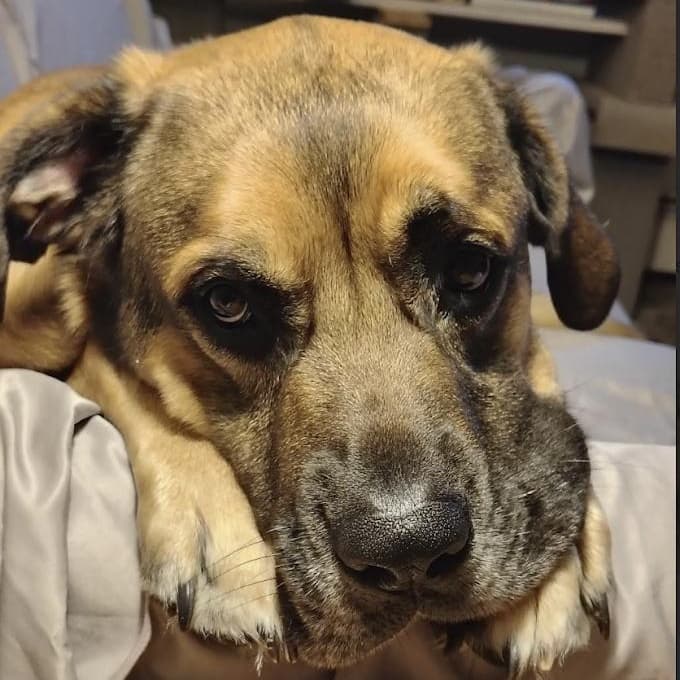 Tallulah - Mastiff available for adoption