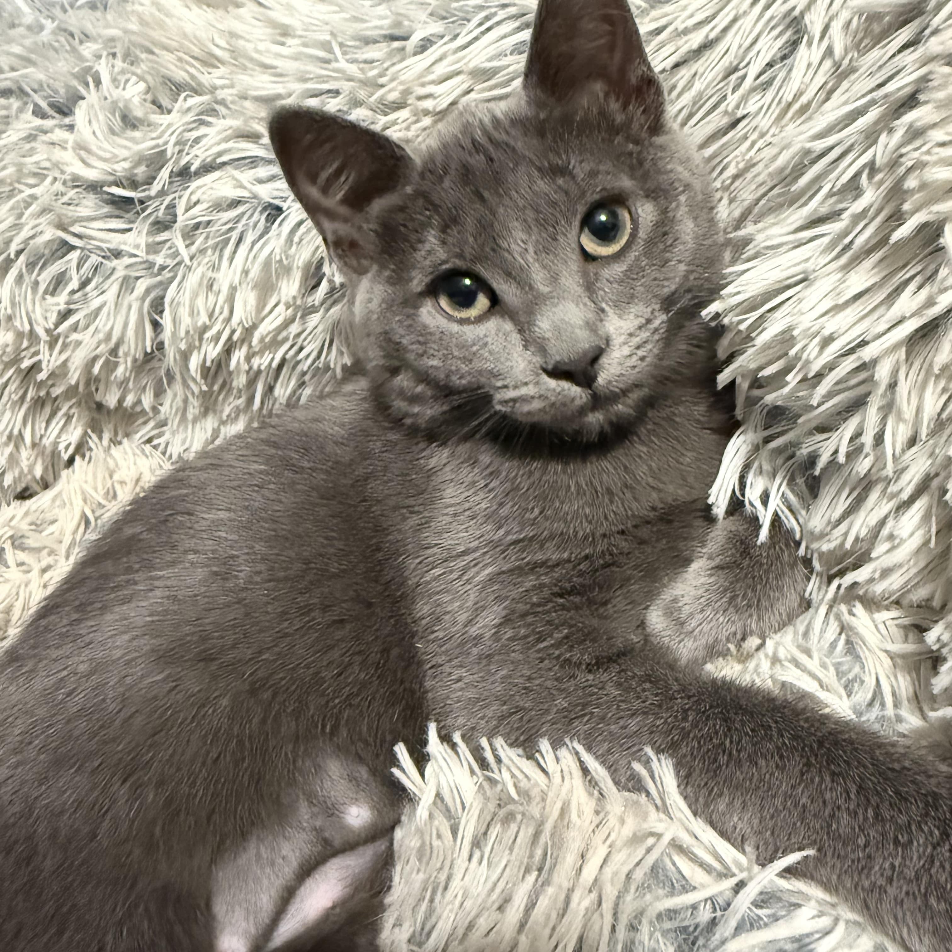 Chansey - Domestic Short Hair available for adoption
