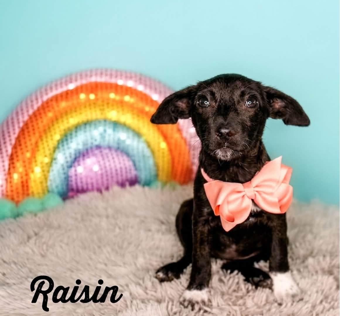 Raisin - Rat Terrier available for adoption