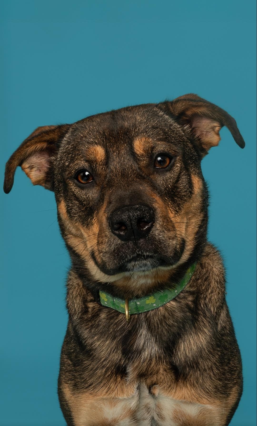 Perry - German Shepherd Dog available for adoption