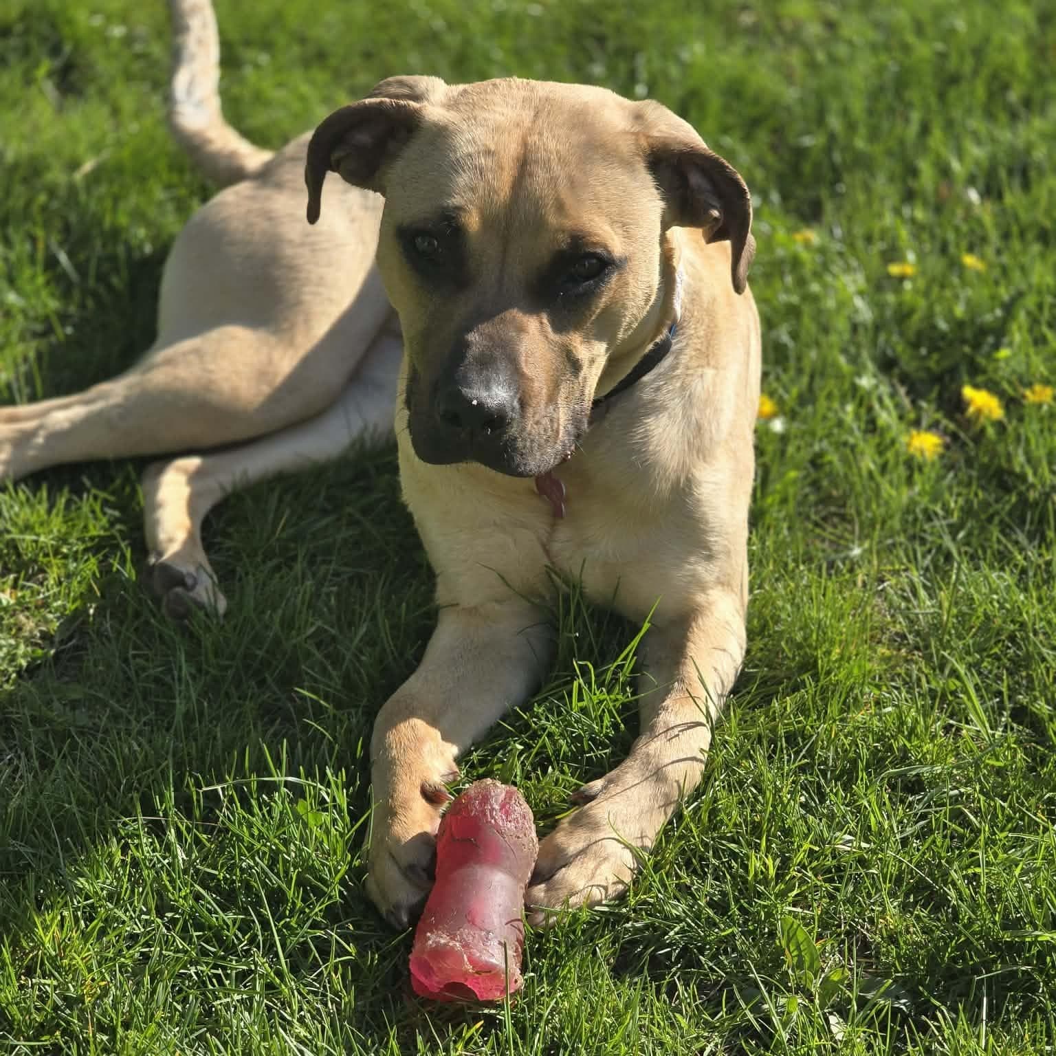 Rosey - Black Labrador Retriever available for adoption